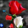 Filiz068283