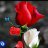 Filiz068283